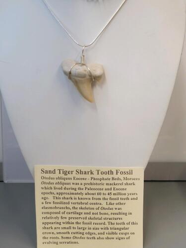 SandTiger Shark Tooth Fossil Necklace - 6