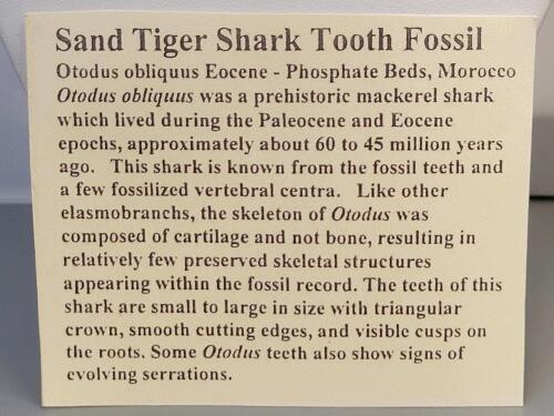 SandTiger Shark Tooth Fossil Necklace - 7