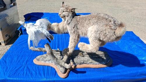 Canada Lynx Full-Body Taxidermy Mount with White Bird on Faux-Wood Base