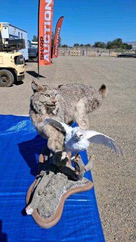 Canada Lynx Full-Body Taxidermy Mount with White Bird on Faux-Wood Base - 2