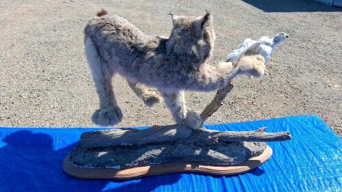 Canada Lynx Full-Body Taxidermy Mount with White Bird on Faux-Wood Base - 3