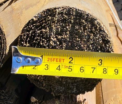 100 Pressure-Treated 7 ft x 3 in Round Wooden Fence Posts, Steel-Strapped Bundle - 3