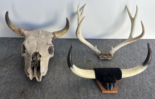 Bison Skull 23", 8-Point Deer Antler 18", Mounted Longhorn Steer Horns 21" - Western Decor Lot