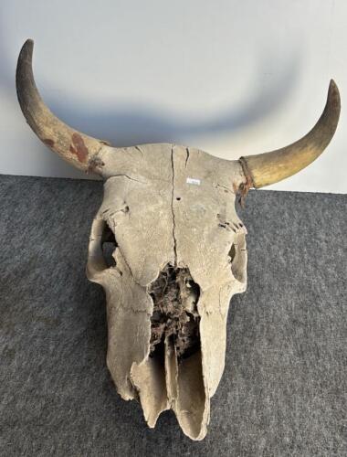 Bison Skull 23", 8-Point Deer Antler 18", Mounted Longhorn Steer Horns 21" - Western Decor Lot - 2
