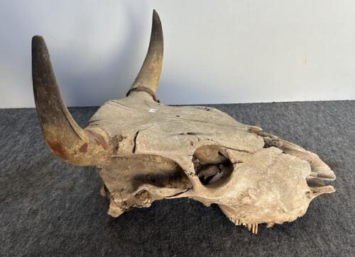 Bison Skull 23", 8-Point Deer Antler 18", Mounted Longhorn Steer Horns 21" - Western Decor Lot - 3