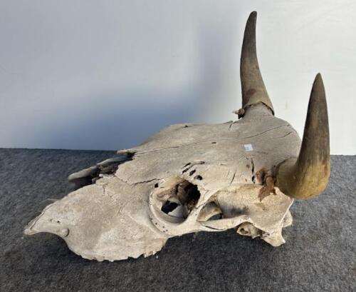 Bison Skull 23", 8-Point Deer Antler 18", Mounted Longhorn Steer Horns 21" - Western Decor Lot - 4