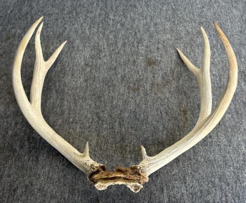 Bison Skull 23", 8-Point Deer Antler 18", Mounted Longhorn Steer Horns 21" - Western Decor Lot - 5