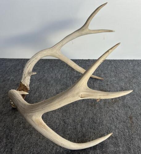 Bison Skull 23", 8-Point Deer Antler 18", Mounted Longhorn Steer Horns 21" - Western Decor Lot - 6