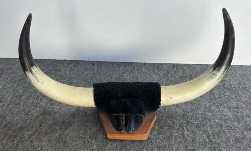 Bison Skull 23", 8-Point Deer Antler 18", Mounted Longhorn Steer Horns 21" - Western Decor Lot - 7