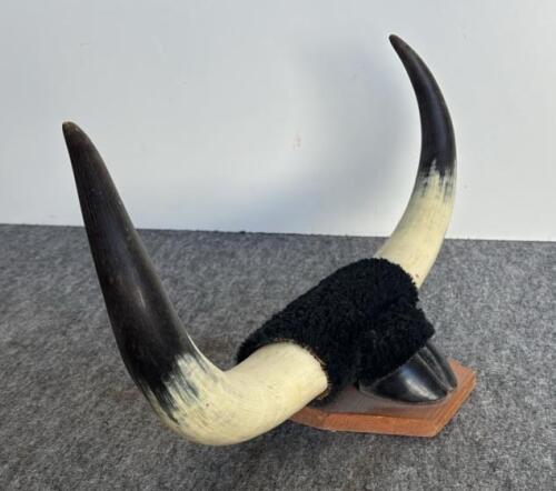 Bison Skull 23", 8-Point Deer Antler 18", Mounted Longhorn Steer Horns 21" - Western Decor Lot - 8