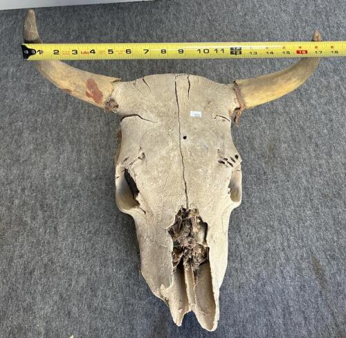 Bison Skull 23", 8-Point Deer Antler 18", Mounted Longhorn Steer Horns 21" - Western Decor Lot - 9