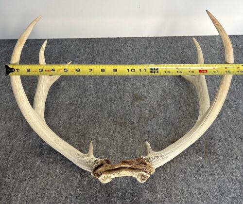 Bison Skull 23", 8-Point Deer Antler 18", Mounted Longhorn Steer Horns 21" - Western Decor Lot - 10