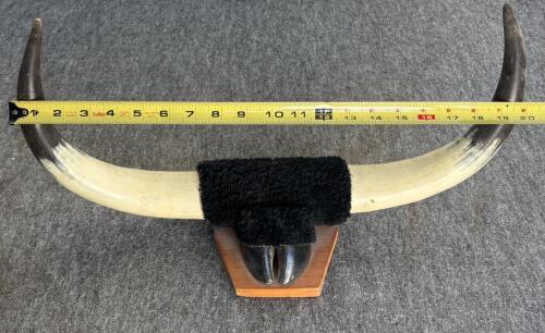 Bison Skull 23", 8-Point Deer Antler 18", Mounted Longhorn Steer Horns 21" - Western Decor Lot - 11