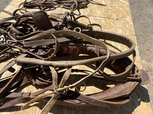 Full size horse buggy two wheel cart with full size horse harness - 10