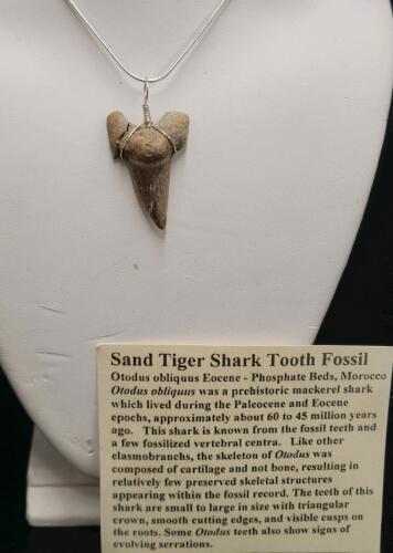 Sand Tiger Shark Tooth Fossil Necklace