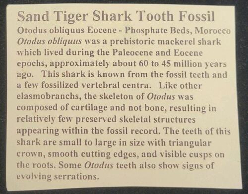 Sand Tiger Shark Tooth Fossil Necklace - 2