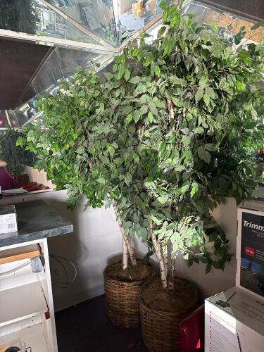 Pair of 6' Artificial Ficus Trees in Wicker Planters