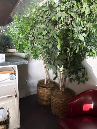 Pair of 6' Artificial Ficus Trees in Wicker Planters - 2