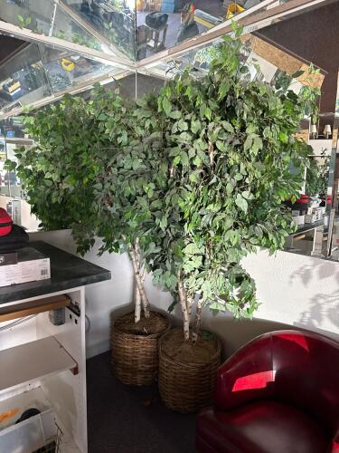 Pair of 6' Artificial Ficus Trees in Wicker Planters - 3