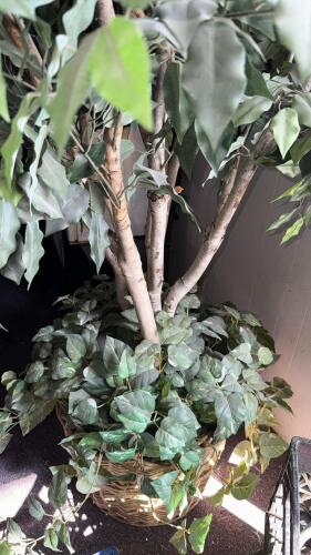 Large 7.5ft Artificial Ficus Tree with Wicker Basket Planter &ndash; Indoor Decorative Greenery - 3