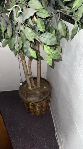 Artificial 6' Ficus Tree with Wicker Basket and String Lights &ndash; Indoor Decorative Plant - 2