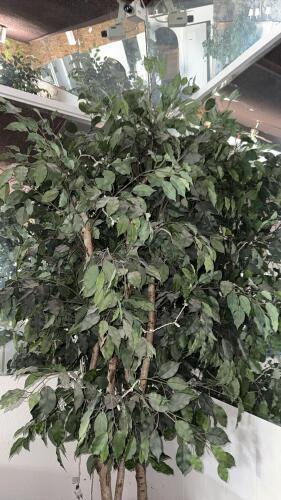 Artificial 6' Ficus Tree with Wicker Basket and String Lights &ndash; Indoor Decorative Plant - 3