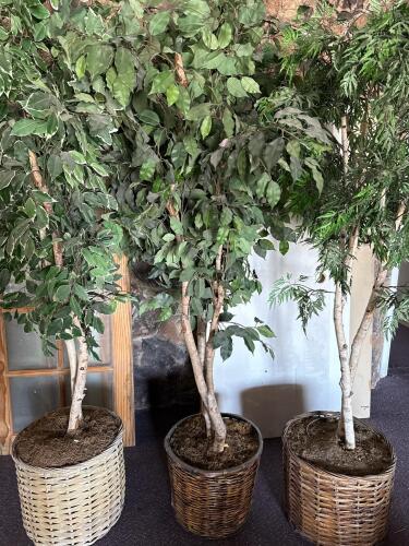 3 Large Artificial Indoor Trees - Ficus and Fern, 6 ft with Wicker Baskets, Realistic Foliage - 4